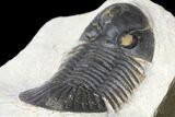 Trilobite (Paralejurus spatuliformis?) Fossil - Morocco #134056-4